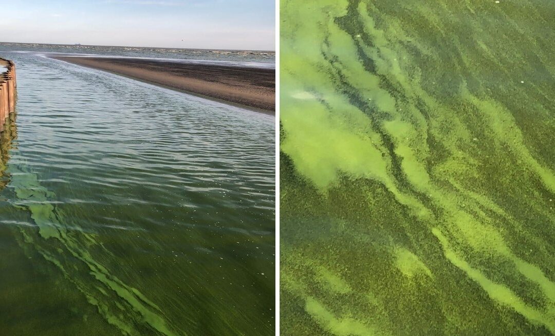 Alerta naranja por cianobacterias en aguas del Río de la Plata y lagunas bonaerenses